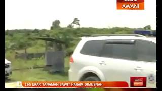 165 ekar tanaman sawit haram dimusnah [upl. by Tiphany529]