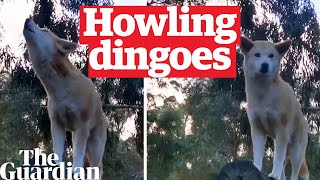 Dingoes in Australia howl like roosters [upl. by Odnam]