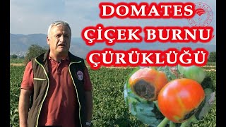 Domateste Çiçek Burnu Çürüğü [upl. by Gnuhc553]