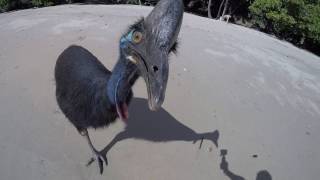 Wild Cassowary Chases Girl on the Beach [upl. by Ollehcram14]