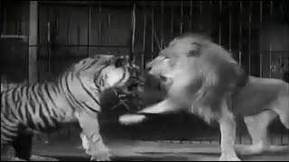 LION KILLS 4 TIGERS IN 1933 THE BIG CAGE [upl. by Wynny]