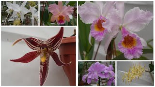 Цветение Февраль 2024 Paphinia cristata Blc George King Serendipity  Dendrobium Hilda Poxon [upl. by Eilrebmik]