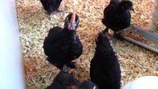 Baby roosters learning to crow [upl. by Sonaj]