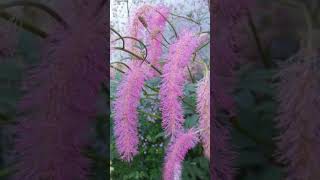 Japanese Burnet Sanguisorba hakusanensis ‘Lilac Squirrel’  Observed in Description [upl. by Annairda]