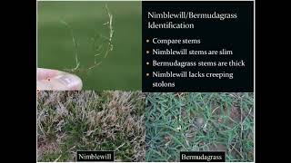 Nimblewill and Bermudagrass Identification [upl. by Burnley]