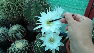 How to Pollinate Cactus Flowers to get Seed  Echinopsis Cactus [upl. by Yornek815]