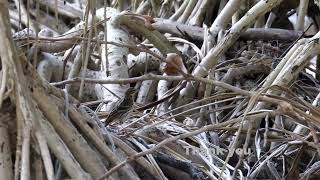 Pechora pipit Anthus gustavi  Shui Hau HK nature birds [upl. by Ynnob]