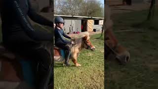 Training our Shetland pony for shetland racing trials day [upl. by Aneehsat223]