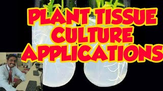 TISSUE CULTURE APPLICATIONS  TAMIL EXPLANATION  தாவர திசு வளர்ப்பின் பயன்பாடுகள் [upl. by Noemad]