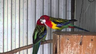 Eastern Rosellas Golden Mantle  BirdSpyAus [upl. by Olim589]