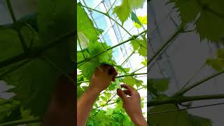 Vine leaf fixation process Good tools and machinery make work easy [upl. by Trefler]