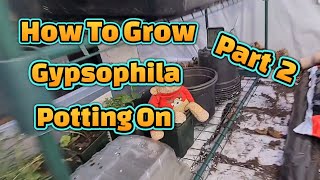 How to grow Gypsophila from seed part 2 [upl. by Ailsa]