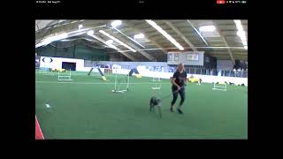 NADAC  Regulars  Dogs on Q Labor Day Trial [upl. by Varhol]