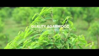 Agarwood Plantation in Kerala  Oudh Tree Plantation  Aristas Oud Products [upl. by Nrublim899]