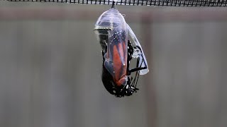 Adult Monarch Butterfly Emerges from its Chrysalis [upl. by Nehttam]