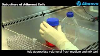 Subculture of Adherent Cells [upl. by Tavey464]