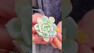 Sen đá nhỏ nhất vườn ❤️🥰 senda succulents cactus xươngrồng senđá sondagarden plant [upl. by Gilligan]