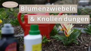 Zwiebel und Knollenpflanzen düngen  MDR [upl. by Bradan958]