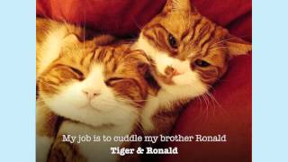 What is your pet’s job Did your cat make our compilation  Petplan UK [upl. by Bright]