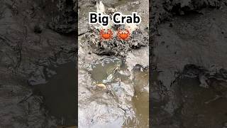 Amazing Catch Huge Mud Crabs at Swamp after Water Low Tide FindCrab CatchCrab AmazingFishing [upl. by Aisatal415]