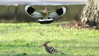 Hoopoe Antics [upl. by Yllek]