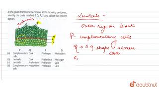 In the given transverse section of stem showing periderm identify the parts labelled P Q [upl. by Cardon125]