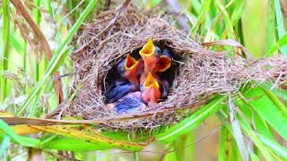 Oh No Baby Birds in Nest Need Help 2024 [upl. by Silohcin]