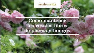 Cómo mantener los rosales libres de plagas y hongos [upl. by Arnold]