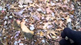 GAMO Hunter 440 Squirrel Hunting [upl. by Hsevahb]