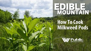 EDIBLE MOUNTAIN How To Cook Milkweed Pods [upl. by Tutt]