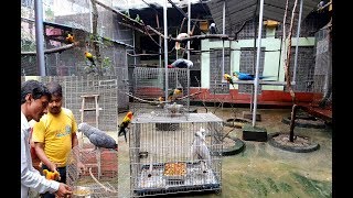 Cockatoos Meet With New Friends And Suddenly Rejuvenates  Surprised selection of Mate of a Bird [upl. by Marva]