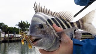 Easy Way To Catch Sheepshead In Canals Without Live Bait [upl. by Draw]