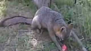 Pet gray fox playing [upl. by Allard607]