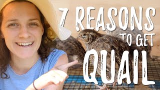 Coturnix Quail Hatching amp 7 Reasons to Raise Them on Your Homestead 🐣🏡 [upl. by Aikas]