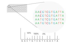 Pyrosequencing how to interpret results [upl. by Cyrillus]