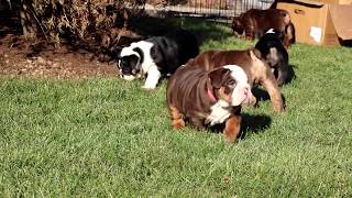 English Bulldog Puppies for Sale [upl. by Isbella]