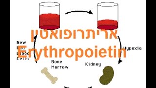 אריתרופואטין Erythropoietin [upl. by Yelyr]