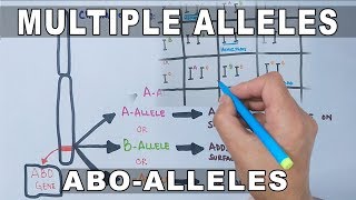 Multiple Alleles [upl. by Aiyotal886]