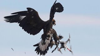 Tierische Luftabwehr Adler holen Drohnen vom Himmel [upl. by January133]