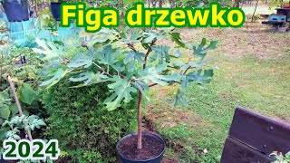 Figa drzewko  Uprawa figi brown turkey  Figowiec w doniczce na pniu [upl. by Nya]