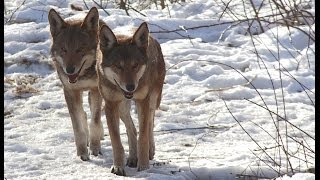 Red Wolves Romp in the Snow [upl. by Ruthie]