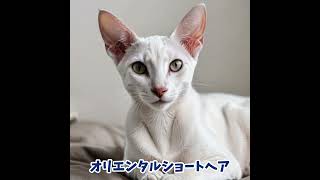 24種の猫たち🐾個性豊かな性格と魅力を紹介！猫図鑑① 猫種紹介 猫の性格 猫好き 雑学 ペット [upl. by Huff76]