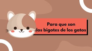 para que son los bigotes de los gatos [upl. by Harsho634]