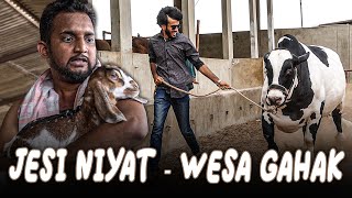 Jesi NIYAT Wesa GAHAK  Comedy Skit  Sajid Ali [upl. by Kyla944]