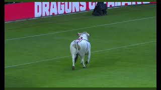 Catalan vs St Helens  bull on pitch [upl. by Warden773]