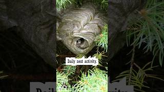 Bald Faced Hornets Daily Nest [upl. by Nodyarg]