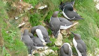 Bempton Cliffs Trottellummen [upl. by Candida45]