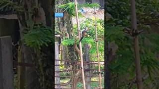 Woodpecker bird 🐦🐦🐦 viralvideo woodpecker ytshort love [upl. by Ahsiekal]