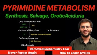 Pyrimidine Metabolism  Biochemistry  Orotic Aciduria Video [upl. by Akibma]