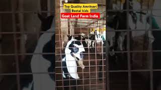 Top Quality Amritsari Beetal kids AtGoat Land Farm India Up Azamgarhyoutubeshort goat 7880627038 [upl. by Burk]